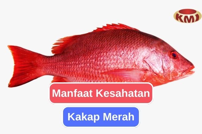 Inilah 10 Manfaat Kesehatan dari Memakan Kakap Merah